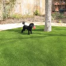 Pet Grass 10